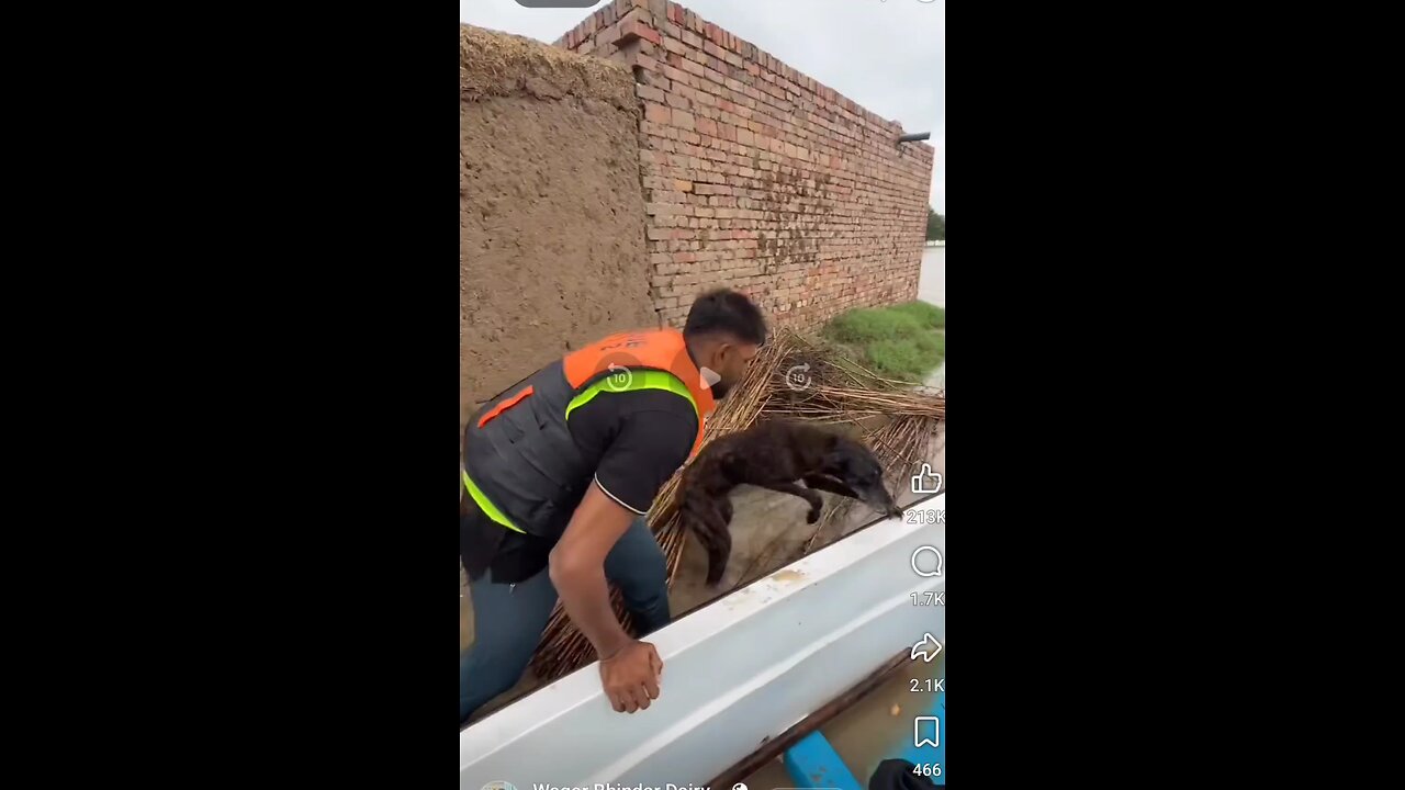 rescue dog in flood