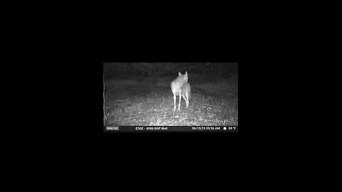 The Hunted