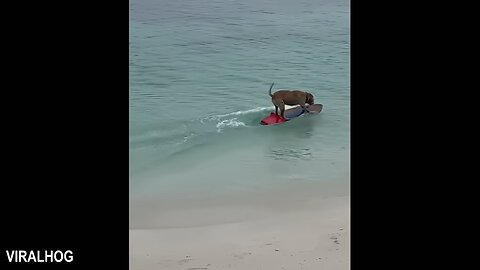 When Your Dog First Encounters with the Ocean! 😂 Funny Dogs and Water