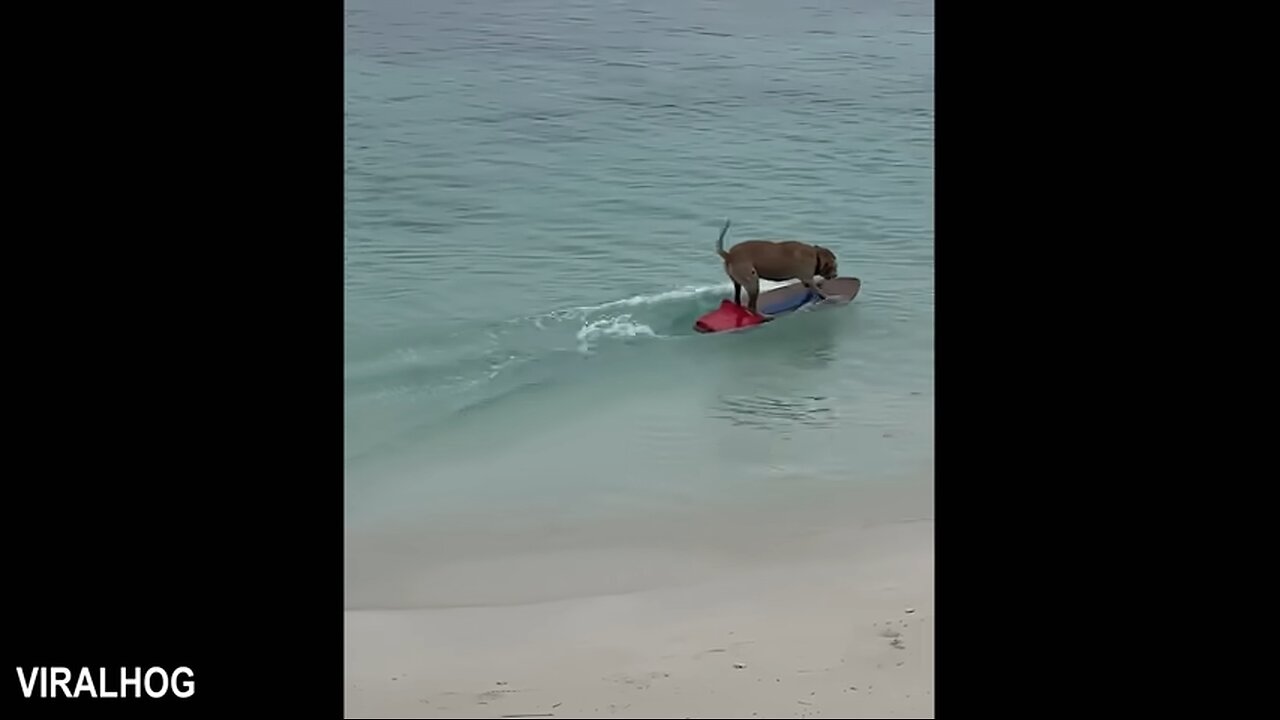 When Your Dog First Encounters with the Ocean! 😂 Funny Dogs and Water