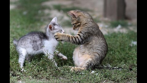 WARNING: Try Not to Laugh! 🤣 Funniest Cats & Dogs 🐾