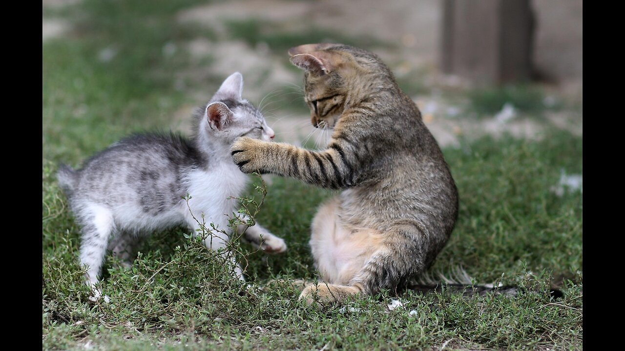WARNING: Try Not to Laugh! 🤣 Funniest Cats & Dogs 🐾