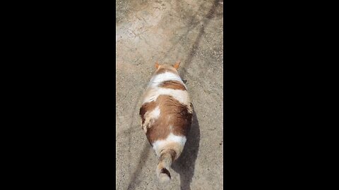 cat cute