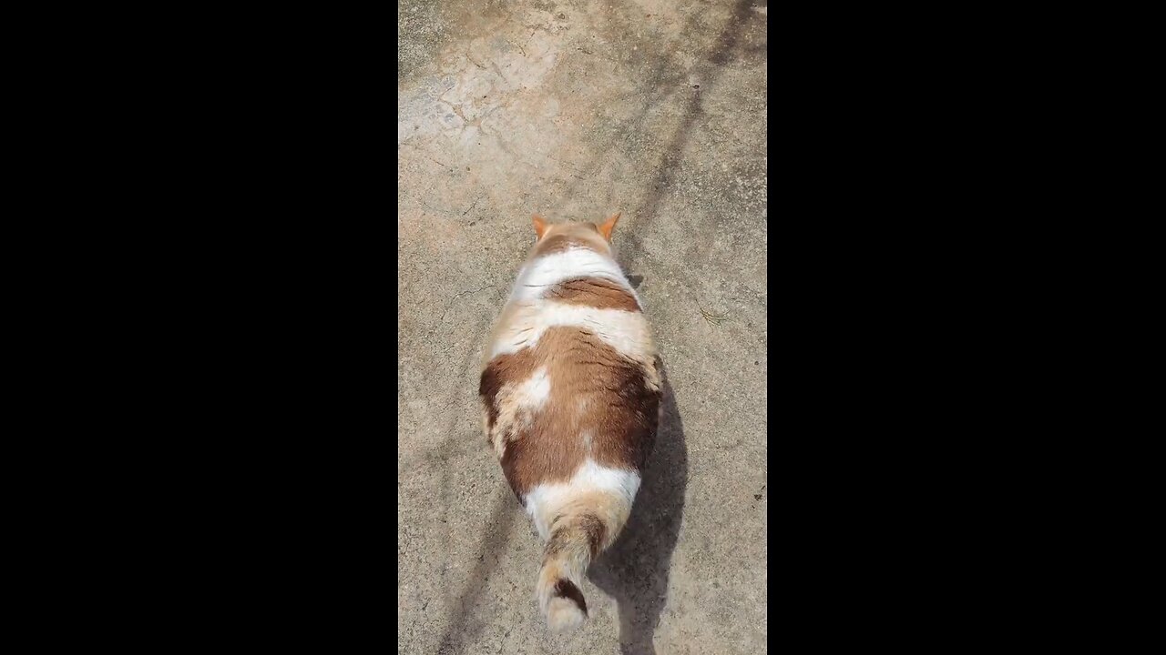 cat cute
