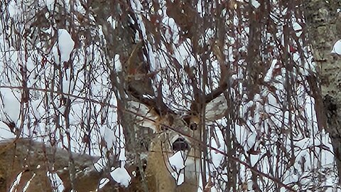 So You Want To Be A Trapper? Jan.15, 2026