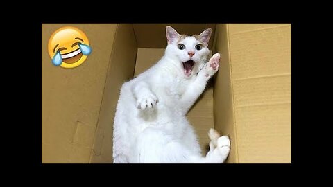 Ultimate Funny Animal Compilation 2025 | Try Not to Laugh Challenge!