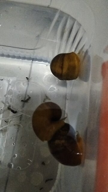 #snails#snail'shouse #snailsforkids#snailsmating #snailsfeeltherage #snailsandfairydust#snaileating