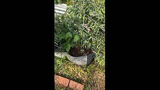 Black Swallowtail Caterpillar Ate My Dill