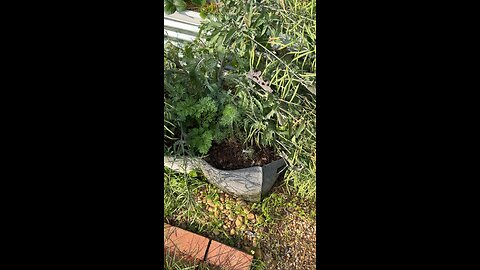 Black Swallowtail Caterpillar Ate My Dill