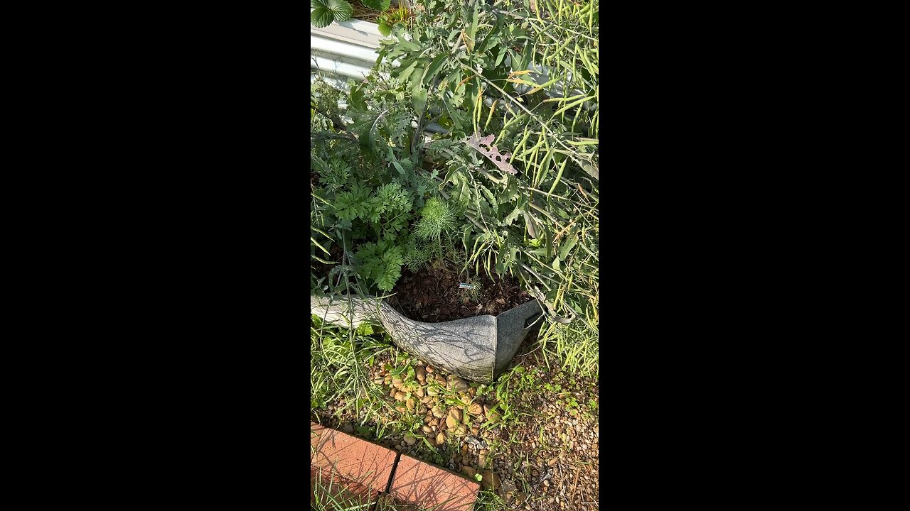 Black Swallowtail Caterpillar Ate My Dill