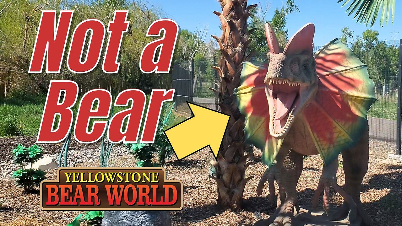 Everything You Need to Know About Yellowstone Bear World | Tour and Review | MagicalDnA