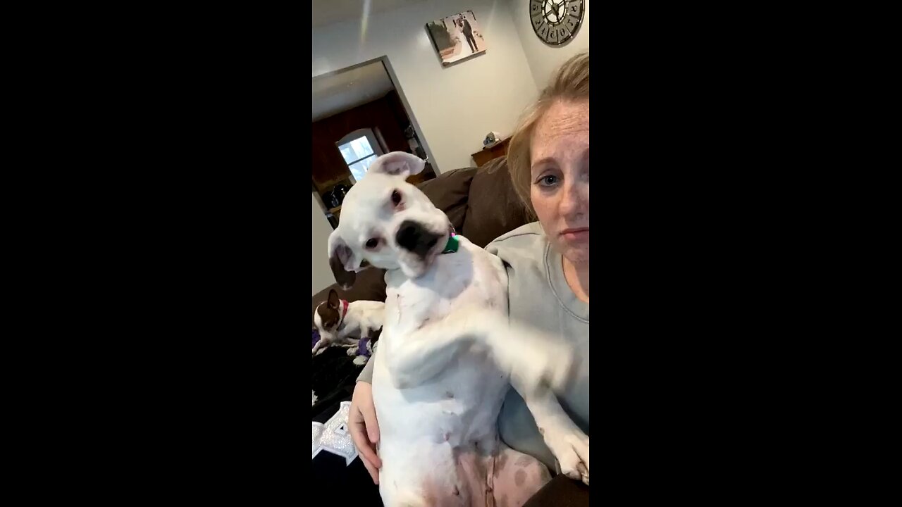 Needy rescue dog demanding attention from owner