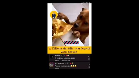 Dog info