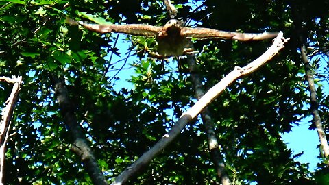 Red-shouldered hawk