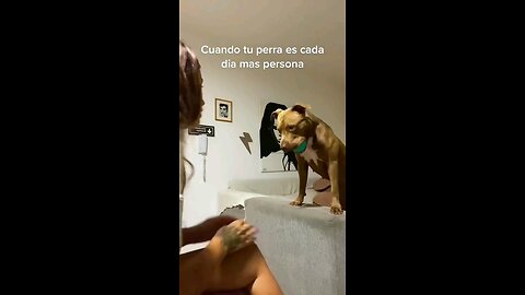 Funny Animals