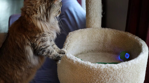 Leia Watches Motorized Cat Toy