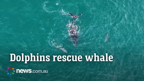Dolphins help guide lost humpback whale off WA coast