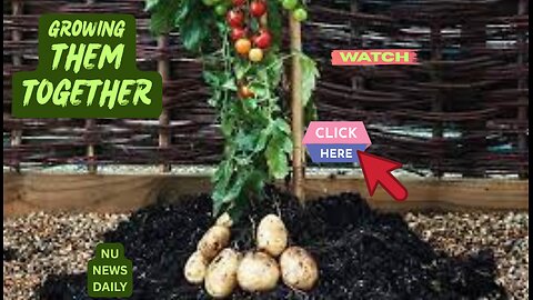 GROW POTATOES & TOMATOES TOGETHER.