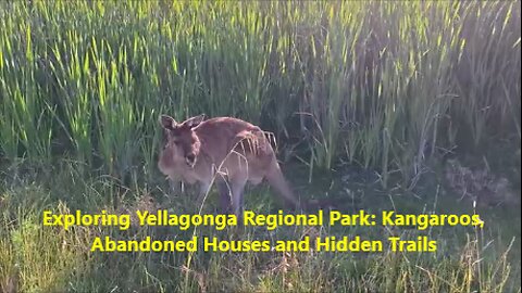 Exploring Yellagonga Regional Park: Kangaroos, Abandoned Houses and Hidden Trails