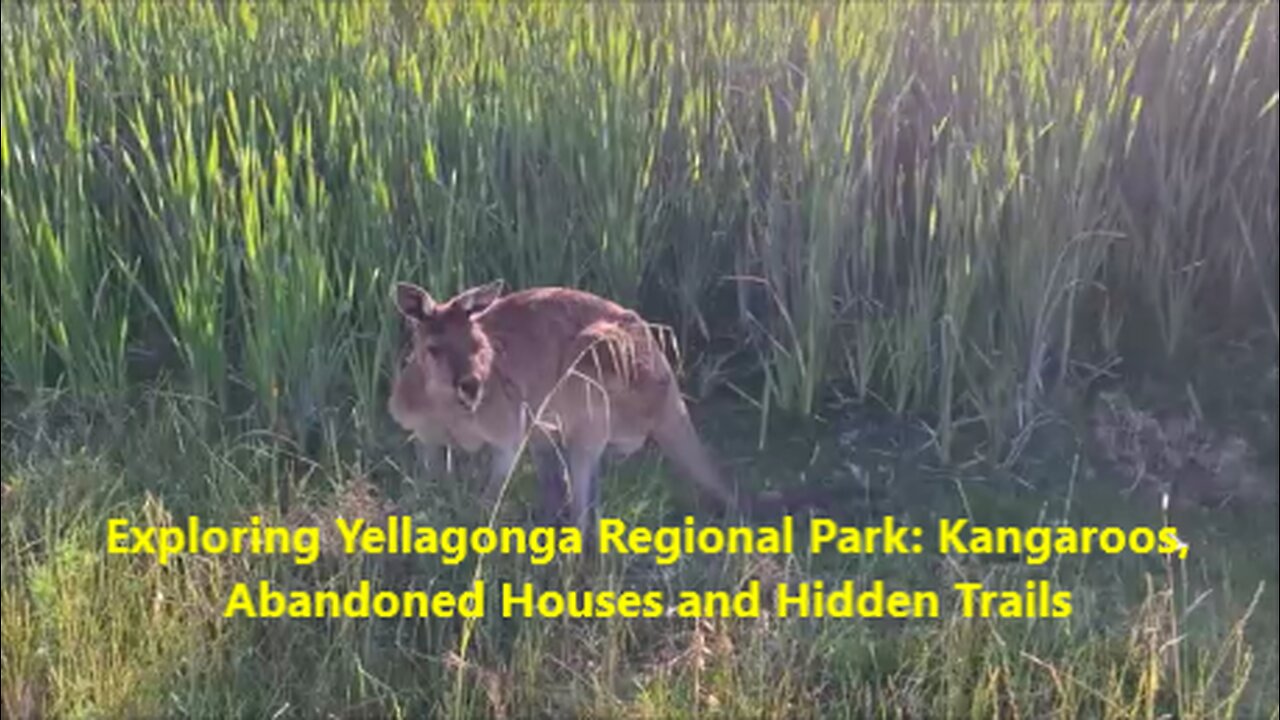 Exploring Yellagonga Regional Park: Kangaroos, Abandoned Houses and Hidden Trails