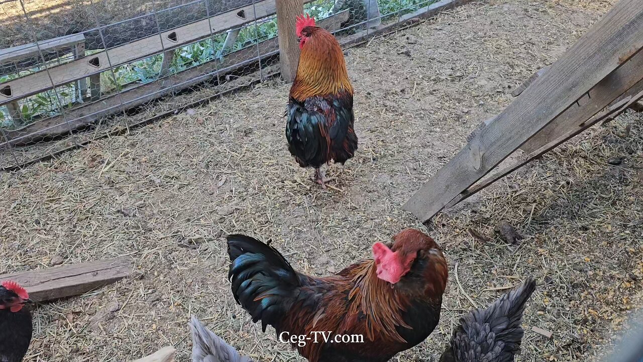 Graham Family Farm: 9:30 AM June 9 2025