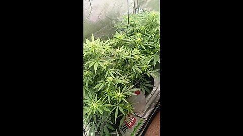 Wedding cheesecake week 11 day 3