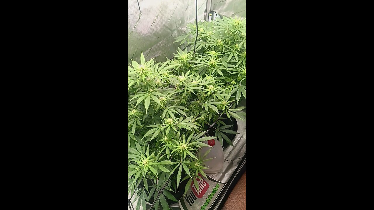 Wedding cheesecake week 11 day 3