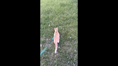 Mango Kitty