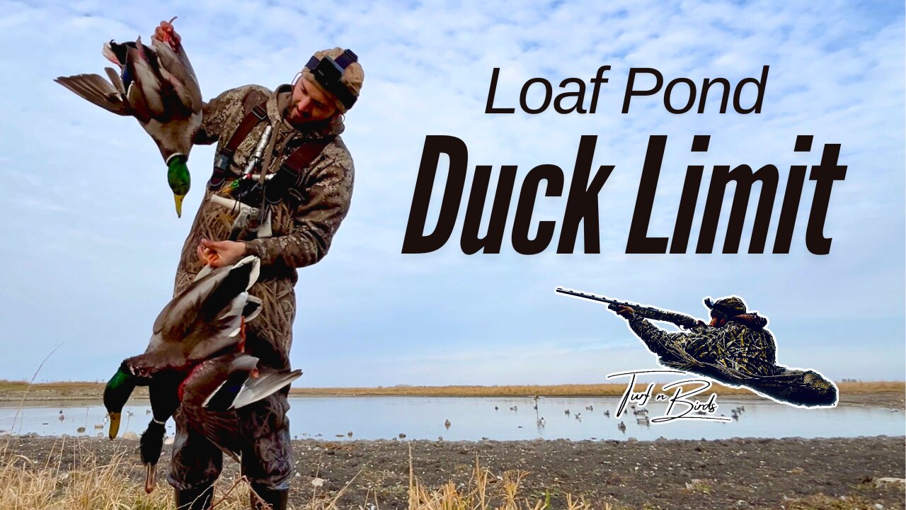Late Season SMALL WATER MALLARD LIMIT