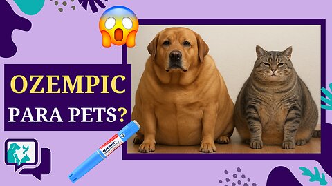 Ozempic para Cães e Gatos? Indústria Estuda Solução para Obesidade Animal