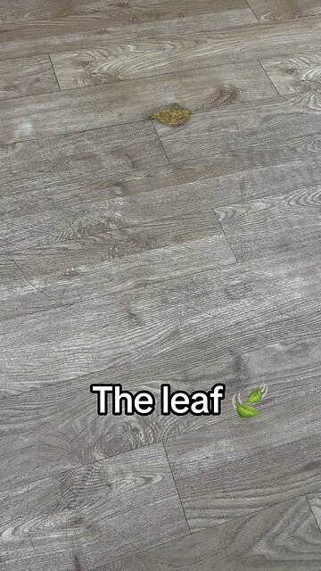 The stitch leaf 🍁