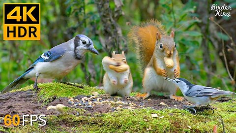 Live : Cat TV for Cats to Watch 😺 Cute Chipmunks, Birds, Squirrels 🐿 Nature Fun 4K HDR