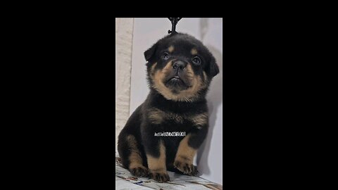 GIZMO-DONEYUNO