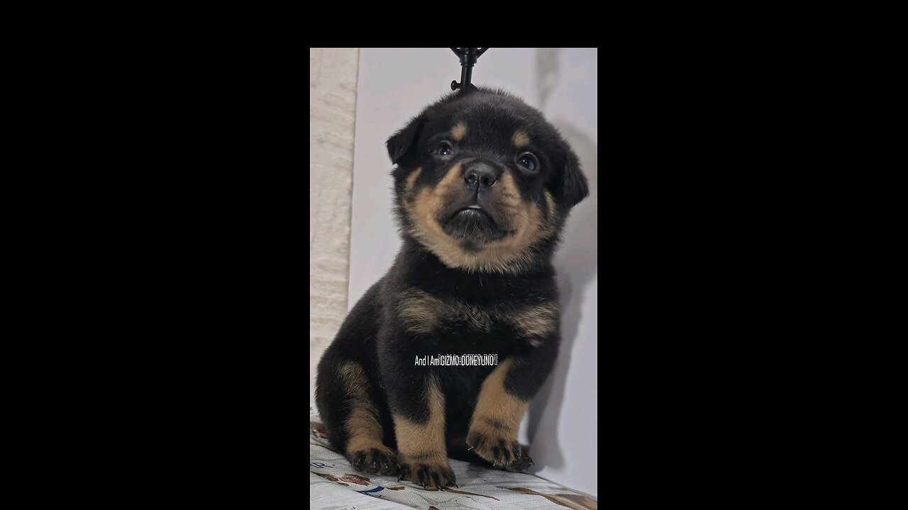 GIZMO-DONEYUNO