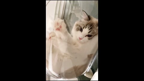 The Cutest Cat on the Internet! 🐾