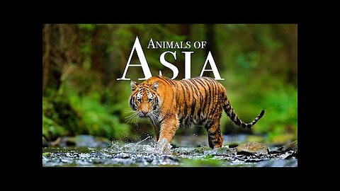 Animals of Asia 4K - Scenic Wildlife Film With Calming Music
