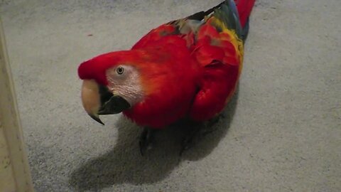 BIRD SNEAKED NUT UPSTAIRS & EATS IT IN HALLWAY 🦜 🥜 🤣