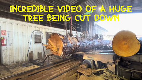 It's amazing how a huge tree can be turned into small boards.