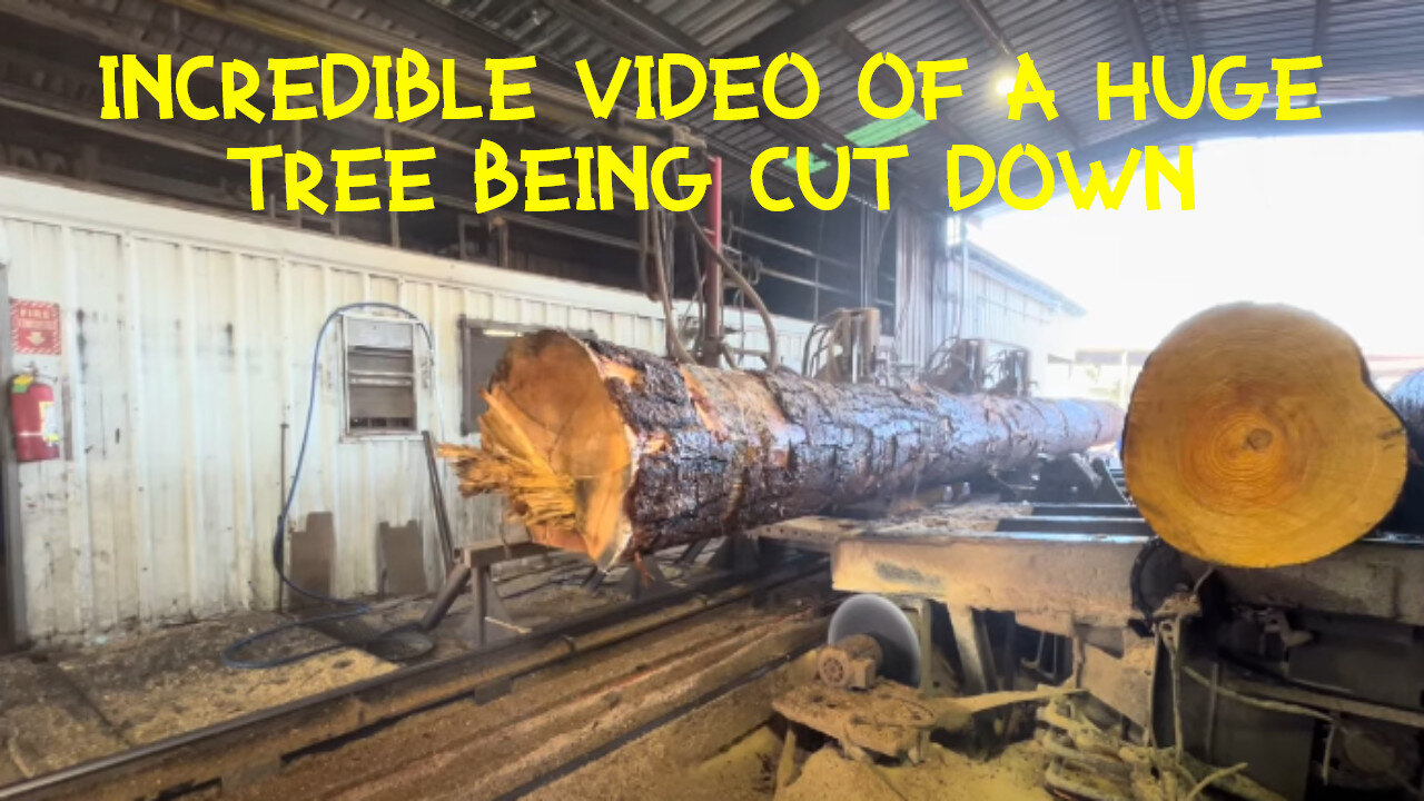 It's amazing how a huge tree can be turned into small boards.