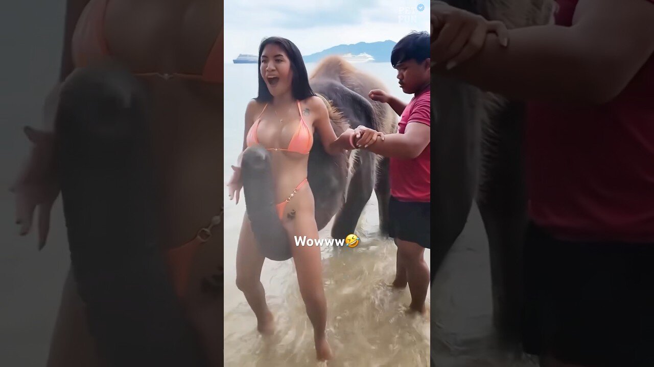 Funny Animals Fails #funnyanimals #animals #petfails #shorts