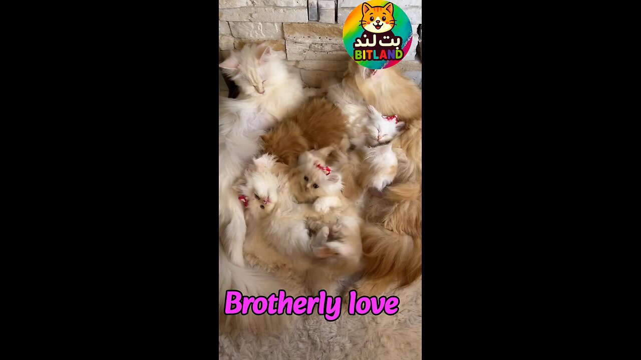 Brotherly love 💞😻