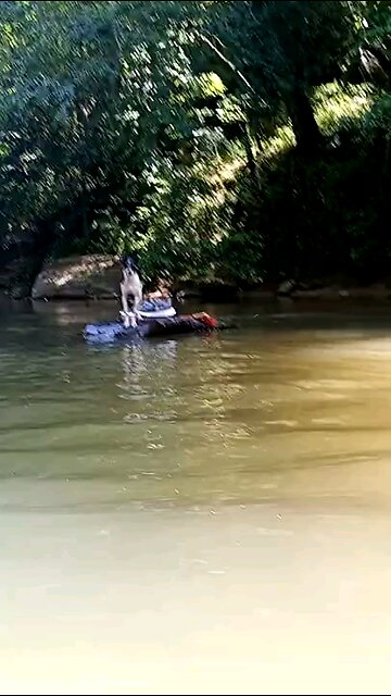 Man teaches dog how to swim