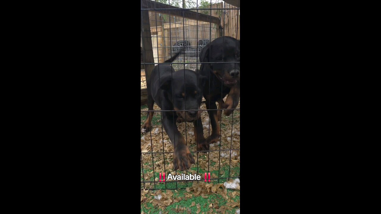 Zko And Siblings