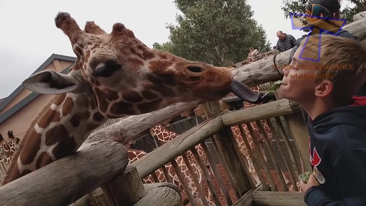 CRAZY ANIMALS will make you LAUGH HARD, NO DOUBT! - Funny ANIMAL VIDEOS compilation