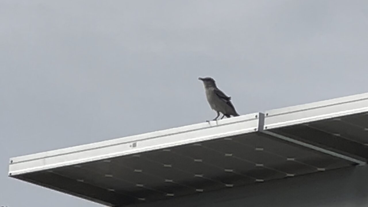 Vernal Equinox Chirping