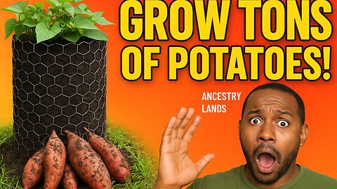 How to Grow Sweet Potatoes in a DIY Potato Tower | Homesteading Made Simple!