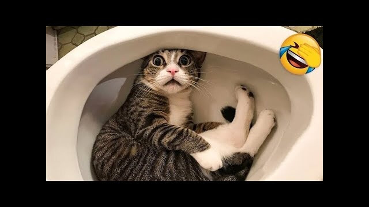 Funniest Animal Fails: Try Not to Laugh Challenge!