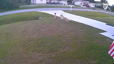 German shepherd saves six-year-old from being attacked by another dog