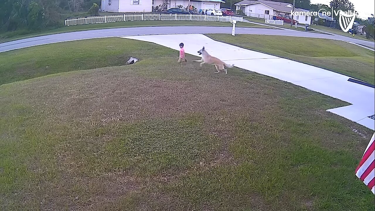 German shepherd saves six-year-old from being attacked by another dog