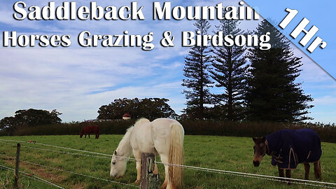 1 Hour of Horses Grazing & Birdsong | Australian Ambience for Sleep, Study & Relaxation